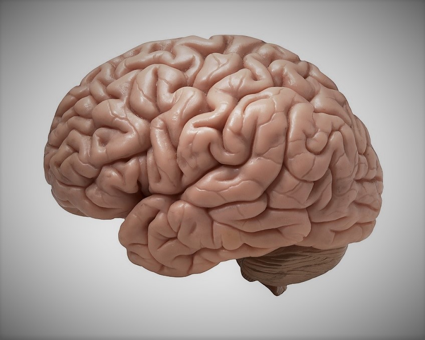 cortex-migraine
