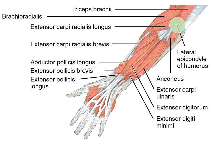 epicondylite-laterale
